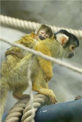 Später Nachwuchs bei den Totenkopfäffchen 