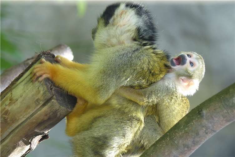 Später Nachwuchs bei den Totenkopfäffchen 