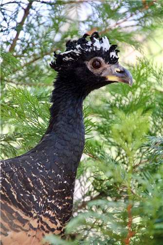 Schöne Vögel mit irreführendem Namen