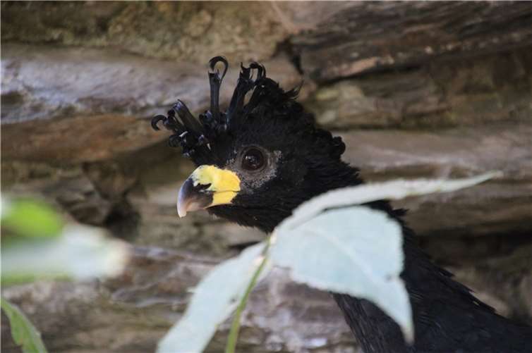 Schöne Vögel mit irreführendem Namen 