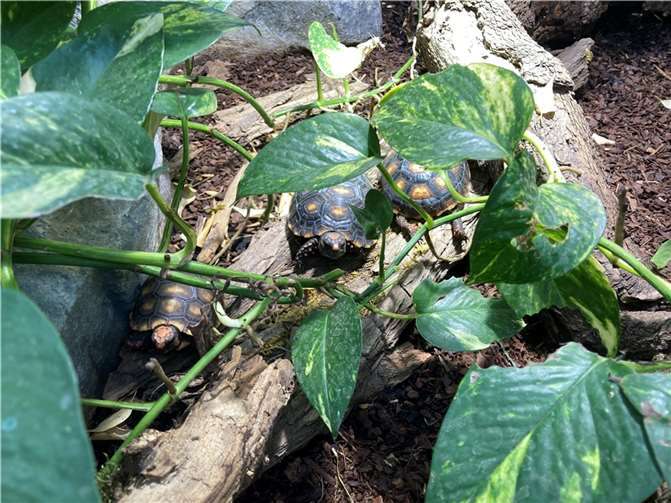 Die Entdeckung der Langsamkeit 