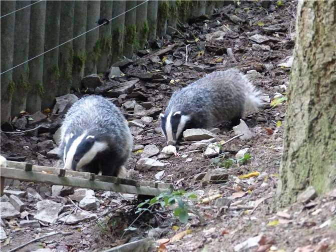 Tierische Schlafmützen–Winterruhe im Zoo 