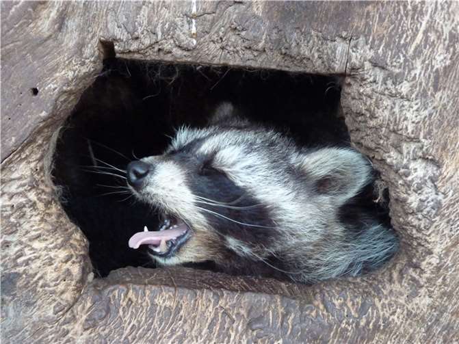 Tierische Schlafmützen–Winterruhe im Zoo 