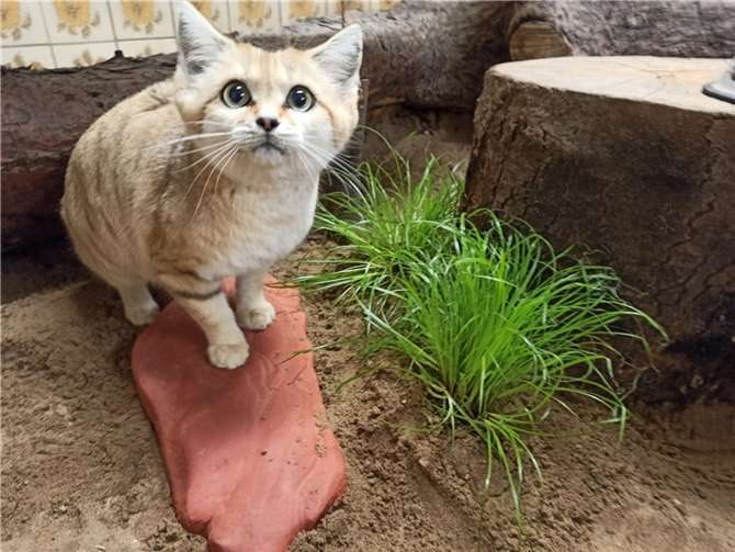 Tierisch Vorfreude schenken - Die Wunschliste des Zoo Neuwied 