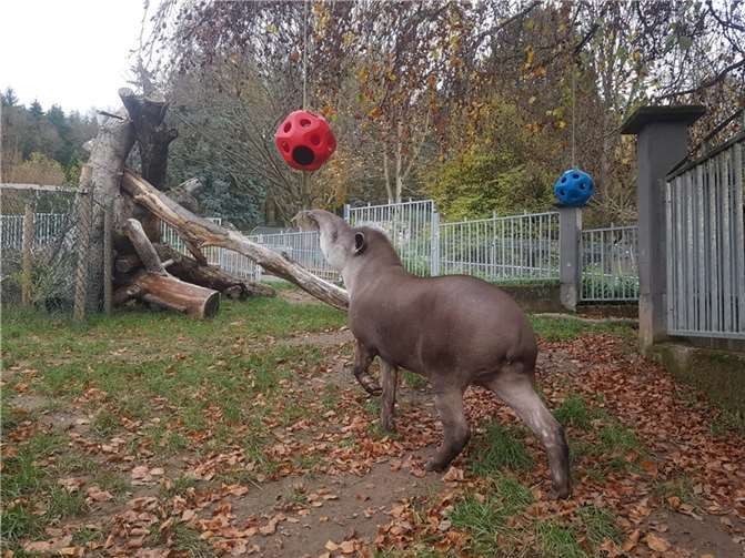 Tierisch Vorfreude schenken - Die Wunschliste des Zoo Neuwied 