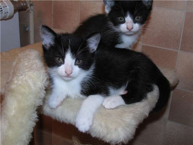 Verspielte Katzenkinder suchen neues Zuhause 