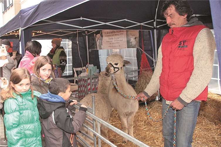 Apfel, Nuss und Mandelkern 