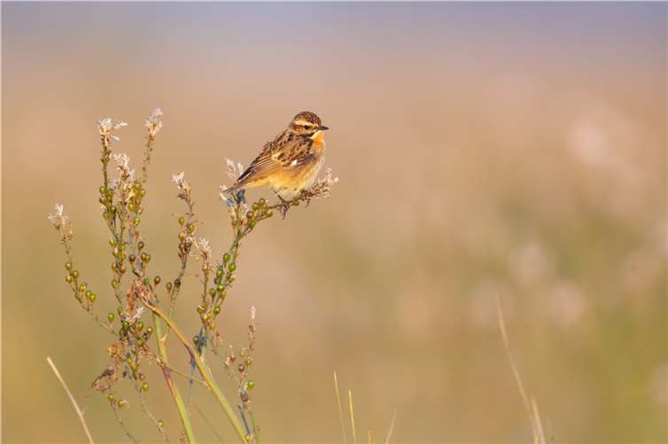 Bedrohter Wiesenclown – Das Braunkehlchen ist Vogel des Jahres 2023 