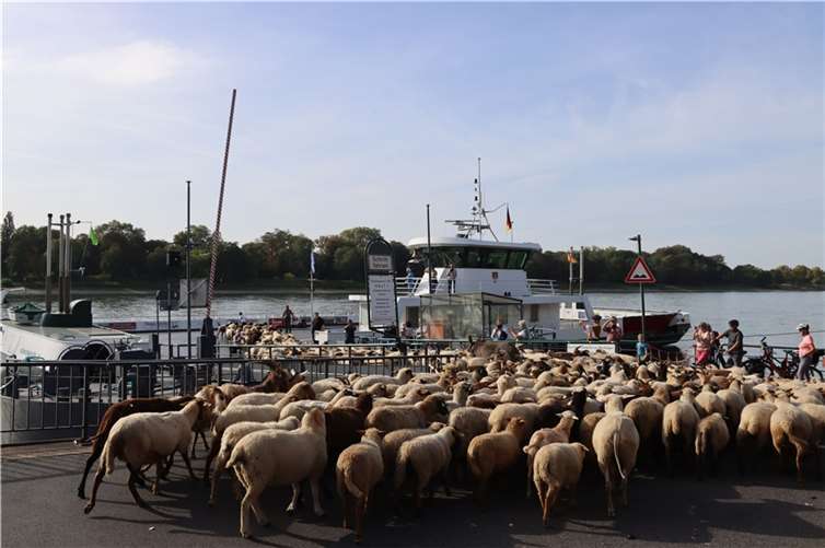Außergewöhnliche Rheinfähren-Passagiere 