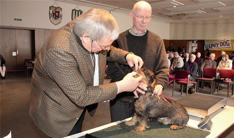 Schönheitswettbewerb der Vierbeiner 