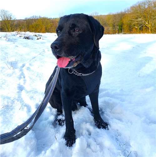 Wer hat ein Herz für Blacky? 