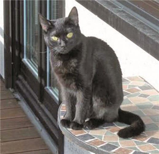 Schmüsjen und Dasko, ein tolles Katzenpaar 