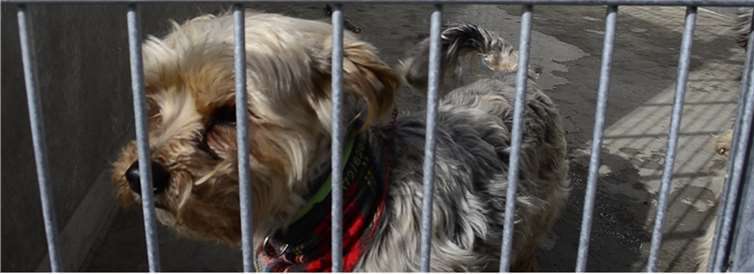 BLICK aktuell TV: Tierheim Koblenz hat neues Zuhause