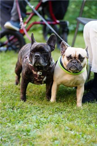Besondere Stimmung im Gottesdienst für Menschen mit Tieren 