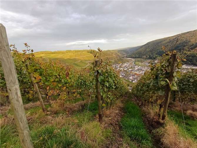 Weinberge an der Ahr nach der Weinlese. Foto: privat