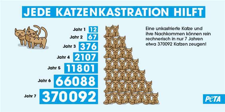 Verbandsgemeinde Montabaur beschließt Katzenschutzverordnung 