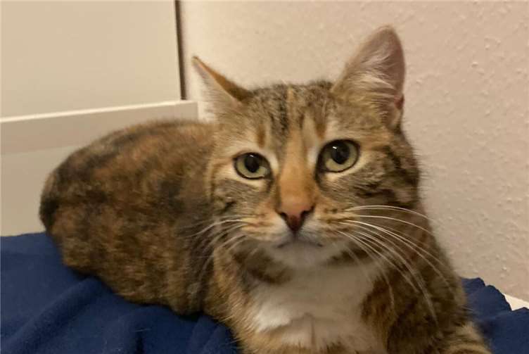 Nougat und Anna suchen ein Zuhause