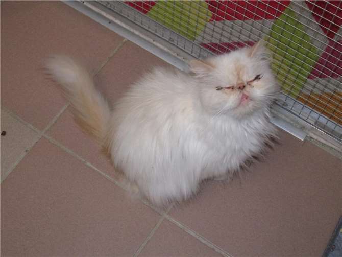 Kimmi und Otto: zwei Schmusetiger suchen ein gemeinsames Zuhause  Kimmi und Otto: zwei Schmusetiger suchen ein gemeinsames Zuhause