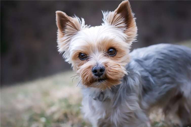 Yorkshire Terrier in Unnau gefunden
