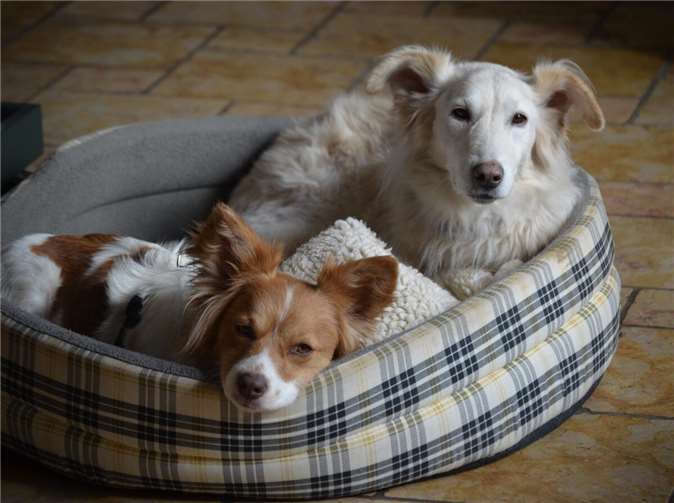 Foto-Wettbewerb „created by Herrchen und Frauchen” 