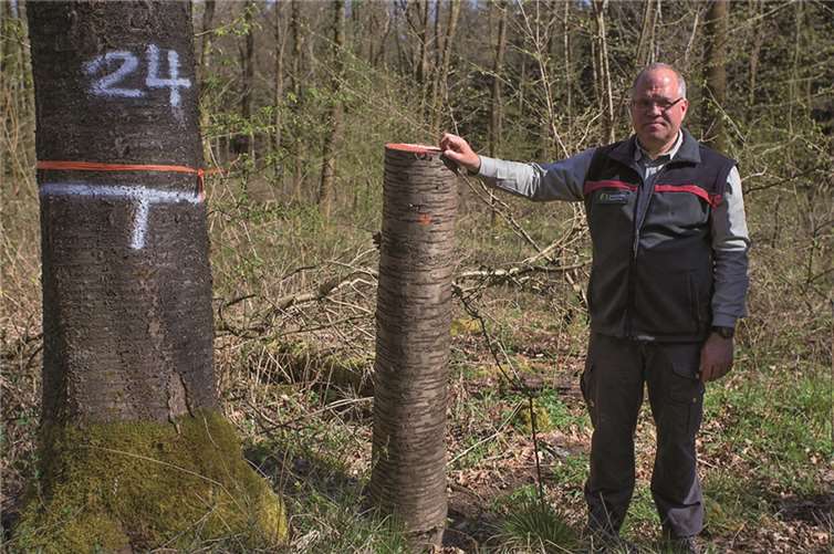 Die Wanderer erhielten viele Informationen über den Baumbestand des Waldes 