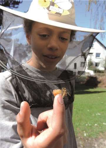 Königin, Arbeitsbiene und Drohne 