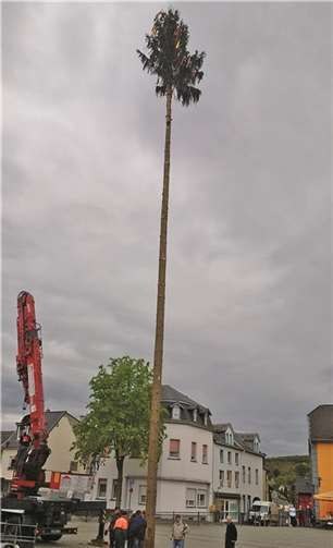 „Jusseps-Jonge“ stellten Maibaum auf 