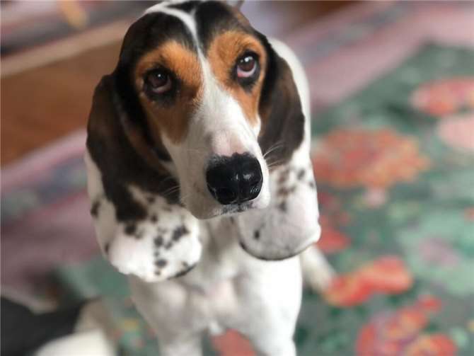 Schlappohr Olivia sucht ein liebevolles Zuhause 