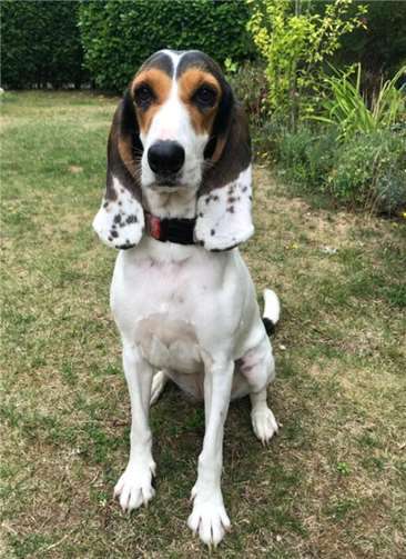 Schlappohr Olivia sucht ein liebevolles Zuhause 