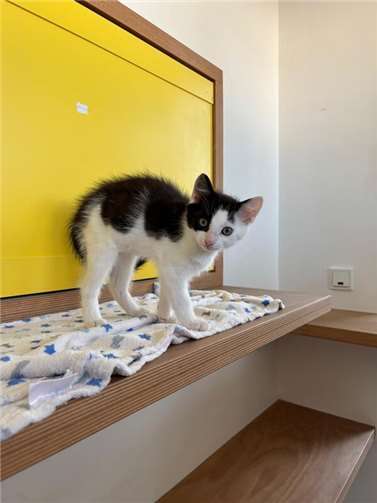Kitten und Junghund suchen liebevolle Familien 