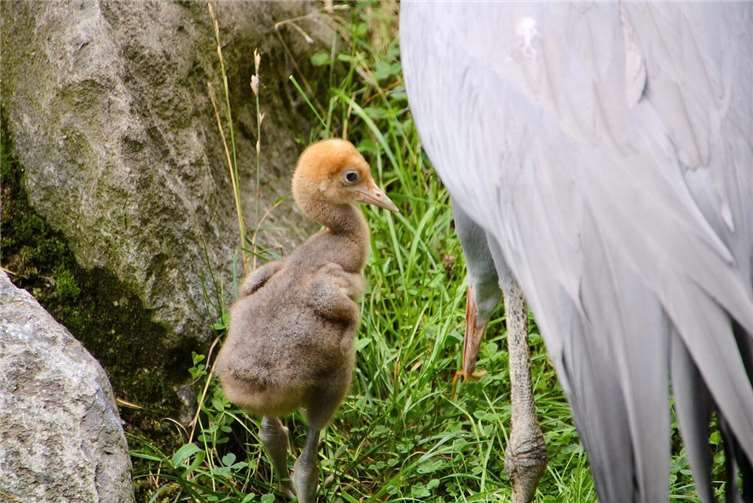 Zoo Neuwied: Nachwuchs bei den Paradieskranichen 