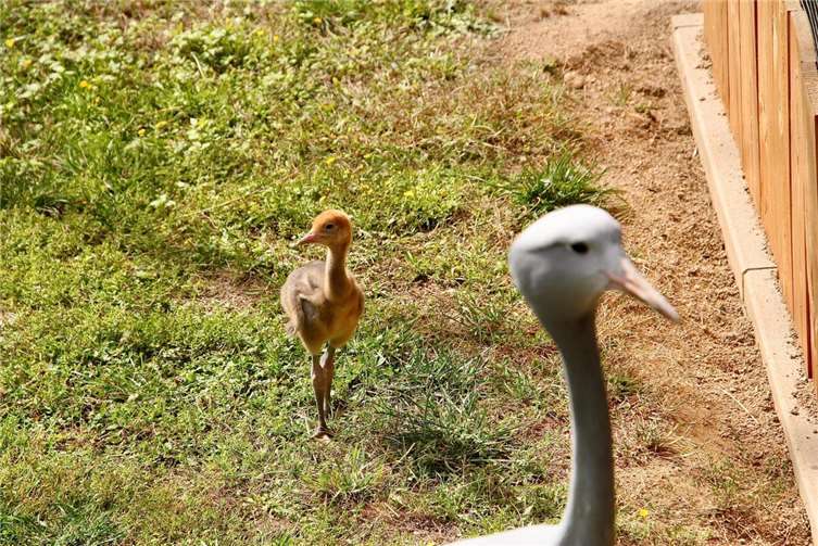 Zoo Neuwied: Nachwuchs bei den Paradieskranichen 