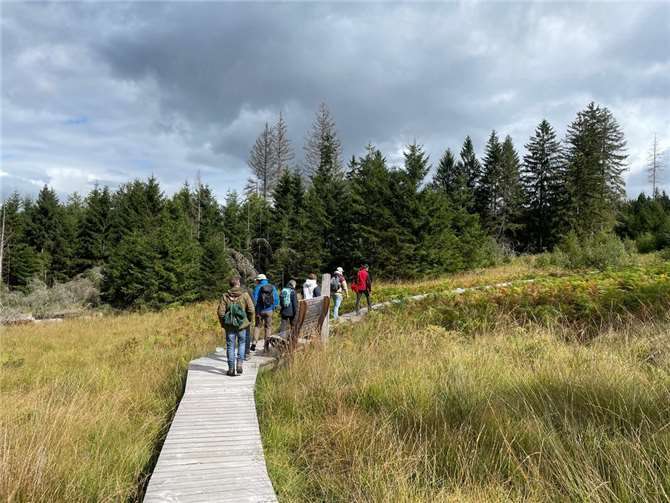 Montabaur wandelt 20 Prozent des Stadtwalds in Naturwald um 