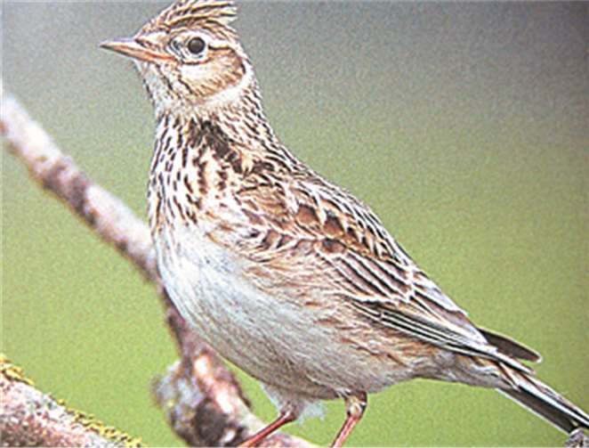 Frühling ohne Lerchen? Frühling ohne Lerchen?