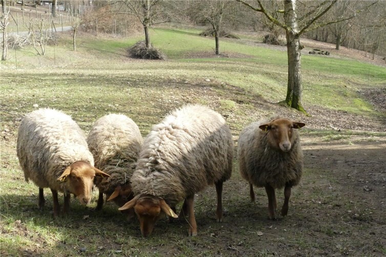 Zoo Neuwied: Coburger Fuchsschafe ziehen ein 