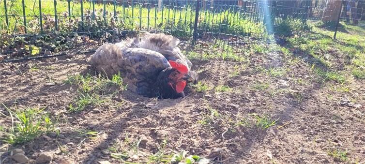 Gefiederte Gäste im Regenbogenland 