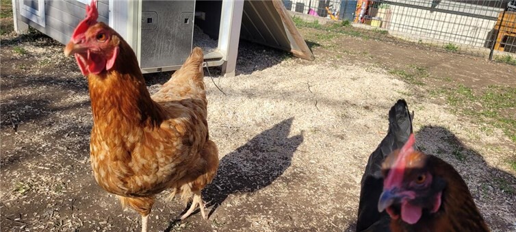 Gefiederte Gäste im Regenbogenland 
