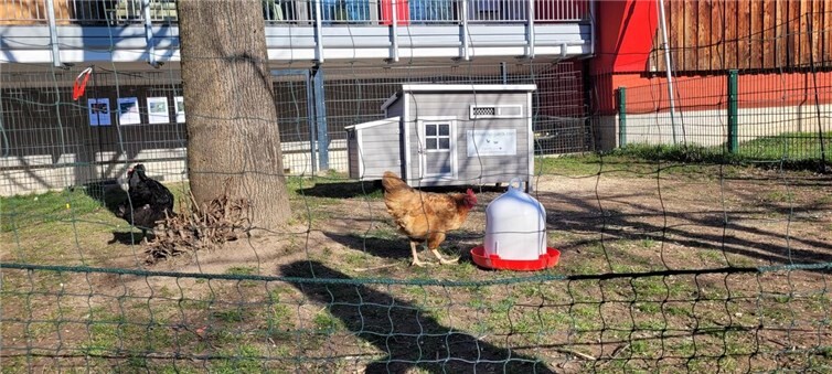 Gefiederte Gäste im Regenbogenland 