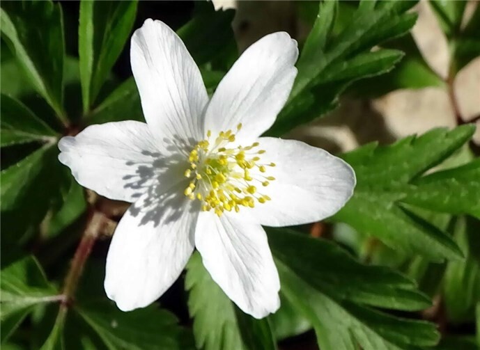 Spiele zum Thema Frühblüher sorgen für Begeisterung bei den NABUkids 