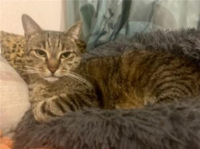 30.03.: Tierisch vermisst: Wer hat Frodo aus Bonn gesehen?