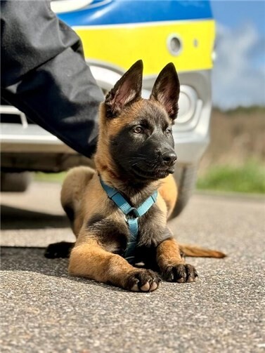 "Mellon" hat ihren Dienst bei der Polizei Euskirchen begonnen 