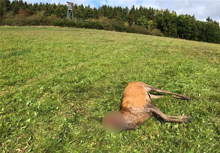 Bild von dem gewilderten Hirsch. Foto: privat