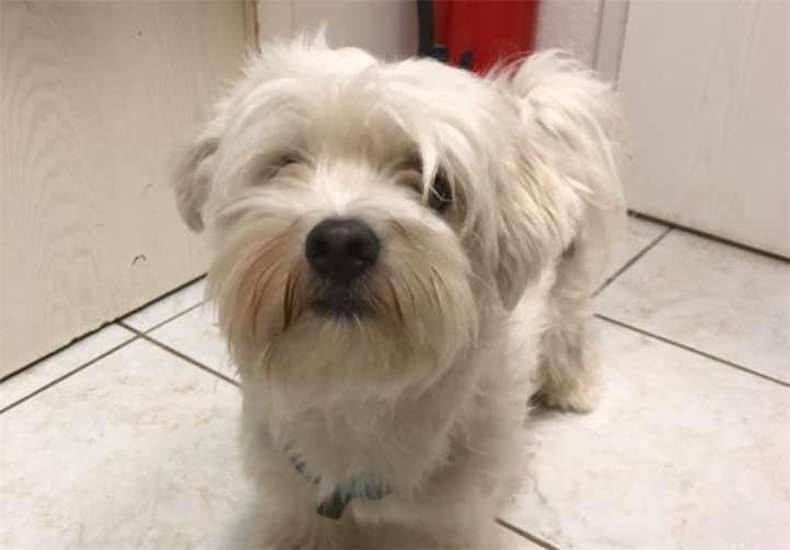 Billy, der Prinz.Fotos: privat