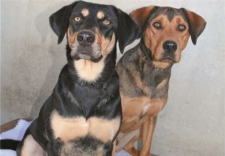 Billy und Bronco wollen mit sportlichen Menschen die Welt erkunden. Tierheim Andernach
