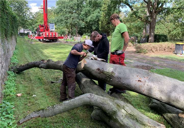Biologen untersuchten den gefällten Baum und fanden das Nest einer Siebenschläfer-Familie. Es wurde auf einen Holzstapel umgesetzt. Foto: Stadt Koblenz