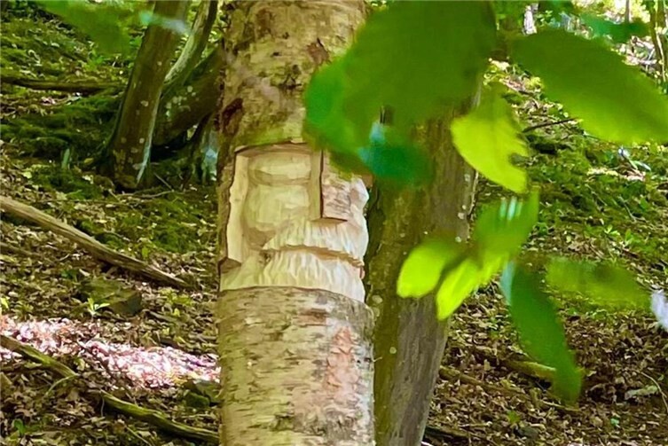 Birkenmännchen im Volksmund: „Waldgeister“