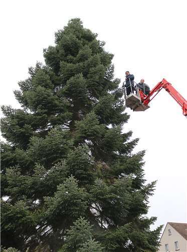 Bis hoch hinauf wurde der Baum mit neuen LED-Lichterketten versehen. Fotos: Rainer Friedsam