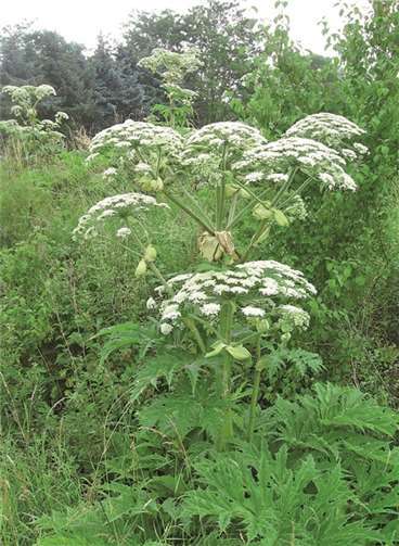 Bis zu 3,5 Meter hoch – und gefährlich: die Herkulesstaude. KV-AW