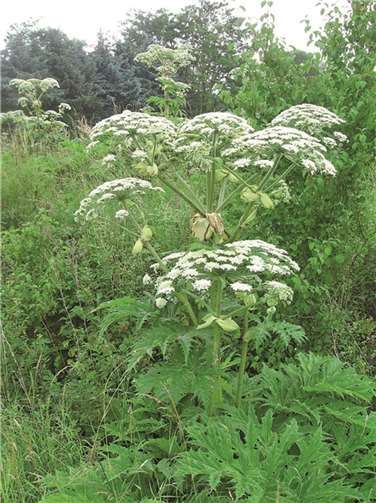 Bis zu 3,5 Meter hoch – und gefährlich: die Herkulesstaude. KV-AW