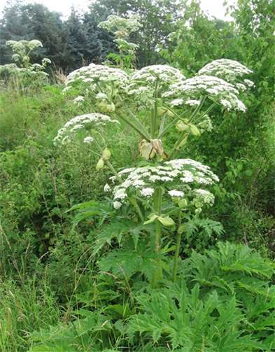 Bis zu 3,50 Meter hoch – und gefährlich: die Herkulesstaude. Kreisverwaltung Ahrweiler